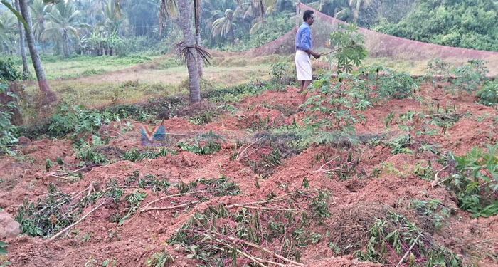 വൈക്കിലശ്ശേരി തെരുവിൽ കാട്ടുപന്നി ശല്യം രൂക്ഷം; കൃഷി ചെയ്യാൻ സാധിക്കാതെ കർഷകർ