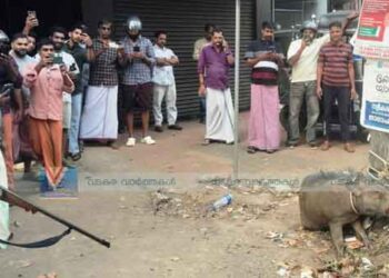 വാഹനമിടിച്ചു പരിക്കേറ്റ കാട്ടു പന്നിയെ വെടി വെച്ചു കൊന്നു
