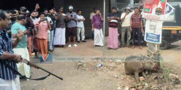വാഹനമിടിച്ചു പരിക്കേറ്റ കാട്ടു പന്നിയെ വെടി വെച്ചു കൊന്നു