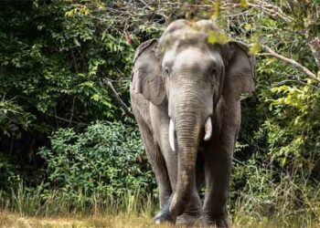 കണ്ണൂർ ആറളം ഫാമിൽ കാട്ടാന ആക്രമണത്തിൽ യുവാവ് കൊല്ലപ്പെട്ടു