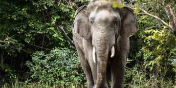 കണ്ണൂർ ആറളം ഫാമിൽ കാട്ടാന ആക്രമണത്തിൽ യുവാവ് കൊല്ലപ്പെട്ടു