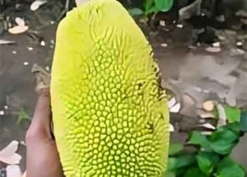മരുന്ന് വാങ്ങാന്‍ വരി നില്‍ക്കുന്നതിനിടെ രോഗിയുടെ തലയില്‍ ചക്ക വീണു