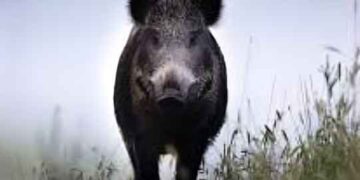 കാ​ട്ടു​പ​ന്നി കു​റു​കെ ചാ​ടി; ക​തി​രൂ​രി​ൽ ഓ​ട്ടോ​മ​റി​ഞ്ഞ് മ​ത്സ്യ​വി​ൽ​പ​ന​ക്കാ​ര​ൻ മ​രി​ച്ചു