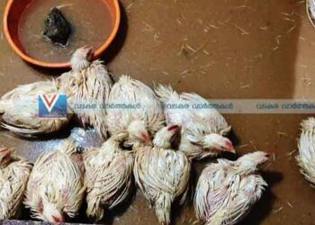 കനാല്‍ പൊട്ടി കടകളില്‍ വെള്ളം കയറി; കോഴികള്‍ ചത്തു