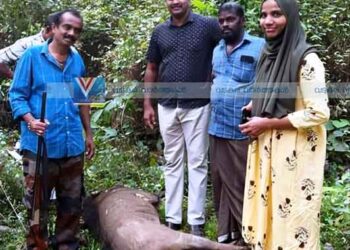 നാദാപുരത്ത് ജനവാസ കേന്ദ്രത്തില്‍ കാട്ടുപന്നി; ഷൂട്ടര്‍ വെടിവെച്ചു കൊന്നു