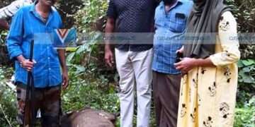 നാദാപുരത്ത് ജനവാസ കേന്ദ്രത്തില്‍ കാട്ടുപന്നി; ഷൂട്ടര്‍ വെടിവെച്ചു കൊന്നു