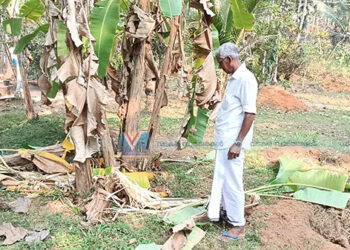 തോക്കുകള്‍  പോലീസ് സ്റ്റേഷനില്‍; അരൂര്‍ മേഖലയില്‍ കാട്ടുപന്നി ശല്യം രൂക്ഷമാവുന്നു