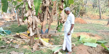 തോക്കുകള് പോലീസ് സ്റ്റേഷനില്; അരൂര് മേഖലയില് കാട്ടുപന്നി ശല്യം രൂക്ഷമാവുന്നു