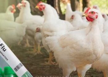 ജില്ലയില്‍ പക്ഷിപ്പനി സ്ഥിരീകരിച്ചു; ജാഗ്രതാ നടപടിയുമായി അധികൃതര്‍