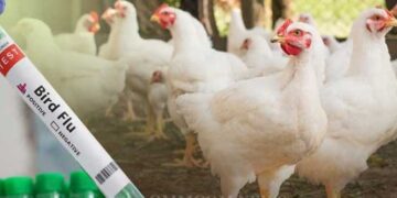 ജില്ലയില്‍ പക്ഷിപ്പനി സ്ഥിരീകരിച്ചു; ജാഗ്രതാ നടപടിയുമായി അധികൃതര്‍