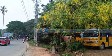 വിഷുവിനു മുമ്പേ കണിക്കൊന്ന പൂത്തുലഞ്ഞു