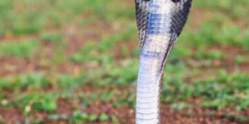 പാമ്പ് കടിയേല്‍ക്കാതിരിക്കാന്‍ ജാഗ്രത വേണം; കര്‍മ പദ്ധതിയുമായി വനംവകുപ്പ്