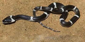 വീണ്ടും പാമ്പുകടിയേറ്റ് മരണം; തളിപ്പറമ്പില്‍ വയോധിക മരിച്ചു