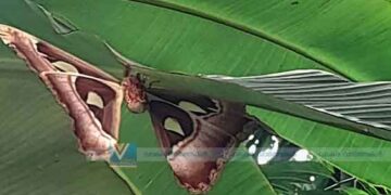 കൗതുകമായി നാഗശലഭം