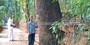 പരിസ്ഥിതി ദിനത്തില്‍ നൂറ്റാണ്ടിലേറെ പഴക്കമുള്ള വൃക്ഷത്തിന് ആദരം