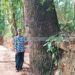 പരിസ്ഥിതി ദിനത്തില്‍ നൂറ്റാണ്ടിലേറെ പഴക്കുള്ള വൃക്ഷത്തിന് ആദരം
