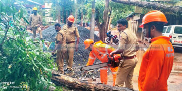 പോലീസ് സ്റ്റേഷനു മുന്നിലെ മരം മുറിഞ്ഞു വീണു
