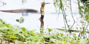 ചേന്ദമംഗലം വയലില് രാജവെമ്പാല/ വീഡിയോ