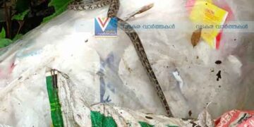 ഹരിത കര്‍മസേനയുടെ ചാക്ക് കെട്ടുകള്‍ക്കിടയില്‍ പെരുമ്പാമ്പിനെ തള്ളി ക്രൂരത