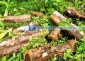 ജലസേചന വകുപ്പിന്റെ മരം മുറിച്ച കേസ്: അഞ്ച് പേര്‍ റിമാന്റില്‍