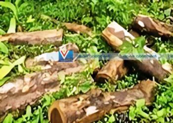 ജലസേചന വകുപ്പിന്റെ മരം മുറിച്ച കേസ്: അഞ്ച് പേര്‍ റിമാന്റില്‍