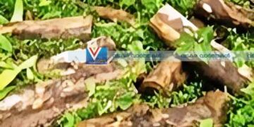 ജലസേചന വകുപ്പിന്റെ മരം മുറിച്ച കേസ്: അഞ്ച് പേര്‍ റിമാന്റില്‍