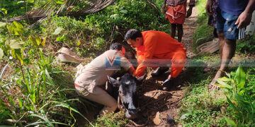 തോട്ടില് അകപ്പെട്ട പശുവിനെ ഫയര്ഫോഴ്സ് രക്ഷപ്പെടുത്തി