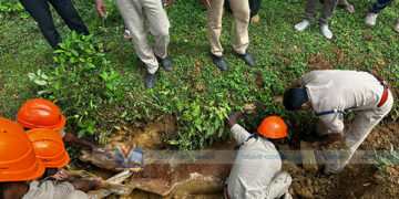 ഓവുചാലിൽ വീണ പശുവിനെ ഫയര്‍ഫോഴ്‌സ് രക്ഷപ്പെടുത്തി