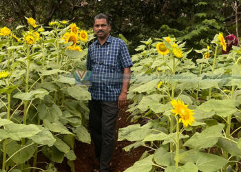 പോലീസ് ഓഫീസറുടെ പരീക്ഷണം വിജയിച്ചു; ഇത്തവണ ഓണത്തിന് സൂര്യകാന്തിയുടെ മേളം