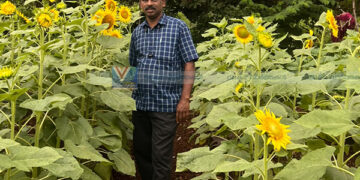 പോലീസ് ഓഫീസറുടെ പരീക്ഷണം വിജയിച്ചു; ഇത്തവണ ഓണത്തിന് സൂര്യകാന്തിയുടെ മേളം