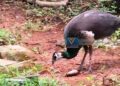 പറന്നെത്തുന്ന അതിഥി വീട്ടുകാരുടെ ഇഷ്ടക്കാരനായി