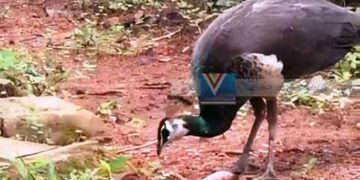 പറന്നെത്തുന്ന അതിഥി വീട്ടുകാരുടെ ഇഷ്ടക്കാരനായി