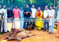 വാണിമേലില് ‘മിഷന് ഷാര്പ്പ്’, കാട്ടുപന്നി വേട്ട തുടങ്ങി
