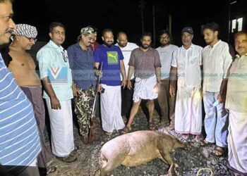 നാടിനെ ഭീതിയിലാഴ്ത്തിയ കാട്ടുപന്നിയെ വെടിവെച്ച് കൊന്നു