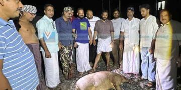 നാടിനെ ഭീതിയിലാഴ്ത്തിയ കാട്ടുപന്നിയെ വെടിവെച്ച് കൊന്നു