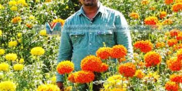 ചെണ്ടുമല്ലി പുഷ്പിച്ചത് കാലംതെറ്റി; യുവകര്ഷകന് നിരാശ