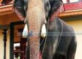 പിഷാരികാവില് നവരാത്രിക്ക് തിടമ്പേറ്റാന് ചിറക്കല് കാളിദാസന്