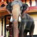 പിഷാരികാവില് നവരാത്രിക്ക് തിടമ്പേറ്റാന് ചിറക്കല് കാളിദാസന്