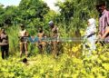 പുലി ഇറങ്ങിയെന്ന് അഭ്യൂഹം: ആയഞ്ചേരിയില്‍ ഡ്രോണ്‍ പരിശോധന