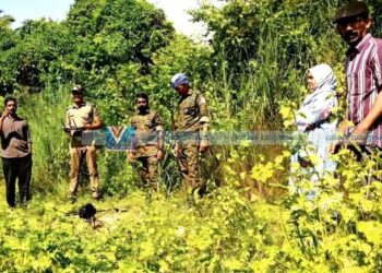 പുലി ഇറങ്ങിയെന്ന് അഭ്യൂഹം: ആയഞ്ചേരിയില്‍ ഡ്രോണ്‍ പരിശോധന