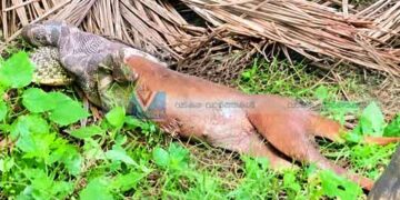 നായയെ വിഴുങ്ങിയ പെരുമ്പാമ്പിനെ പിടികൂടി