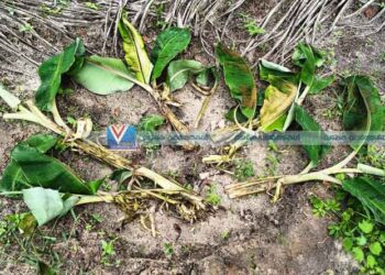 കാട്ടുപന്നിശല്യം വ്യാപകം; വിളകള്‍ നശിപ്പിക്കുന്നു