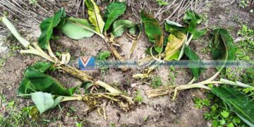 കാട്ടുപന്നിശല്യം വ്യാപകം; വിളകള് നശിപ്പിക്കുന്നു