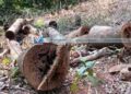 മടപ്പള്ളി കോളജ് വളപ്പിലെ മരങ്ങള്‍ മുറിച്ചതായി പരാതി