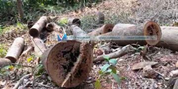 മടപ്പള്ളി കോളജ് വളപ്പിലെ മരങ്ങള്‍ മുറിച്ചതായി പരാതി