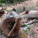 മടപ്പള്ളി കോളജ് വളപ്പിലെ മരങ്ങള്‍ മുറിച്ചതായി പരാതി