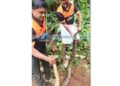 കോഴികളെ അകത്താക്കിയ പെരുമ്പാമ്പിനെ പിടികൂടി