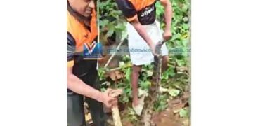 കോഴികളെ അകത്താക്കിയ പെരുമ്പാമ്പിനെ പിടികൂടി