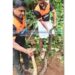 കോഴികളെ അകത്താക്കിയ പെരുമ്പാമ്പിനെ പിടികൂടി